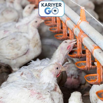 ETLİK PİLİÇ YETİŞTİRİCİLİĞİ GELİŞTİRME VE UYUM EĞİTİMİ